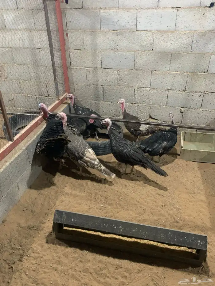 دجاج رومي بياض 3