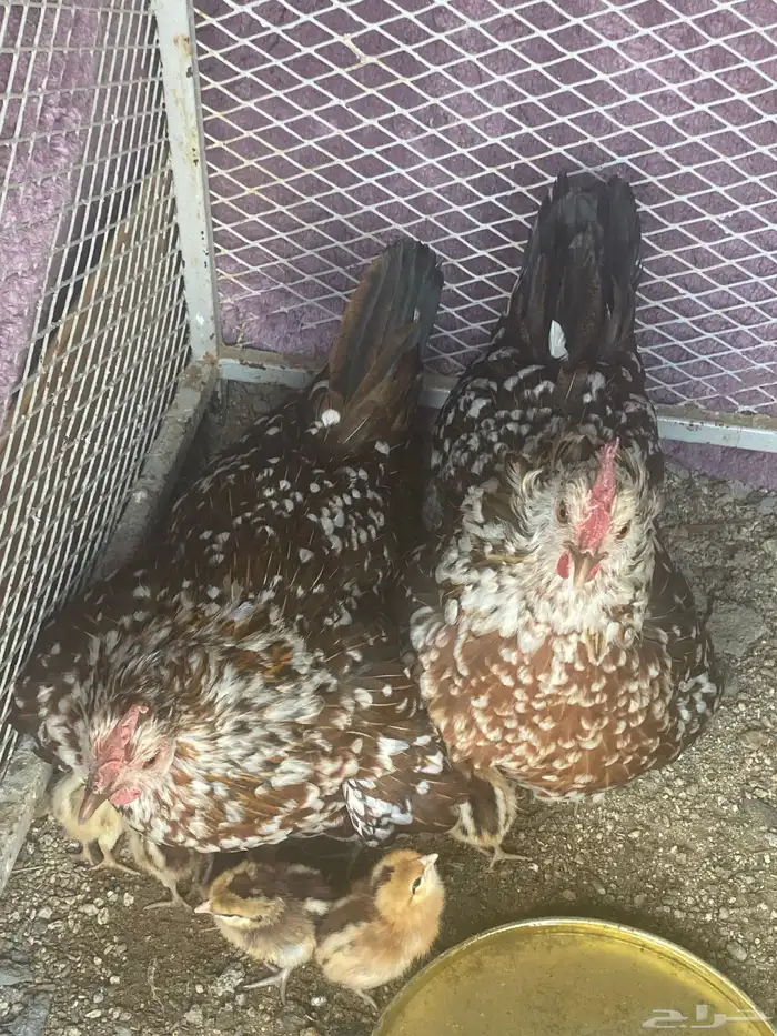 دجاج ماكنتوش العربي القديم 41