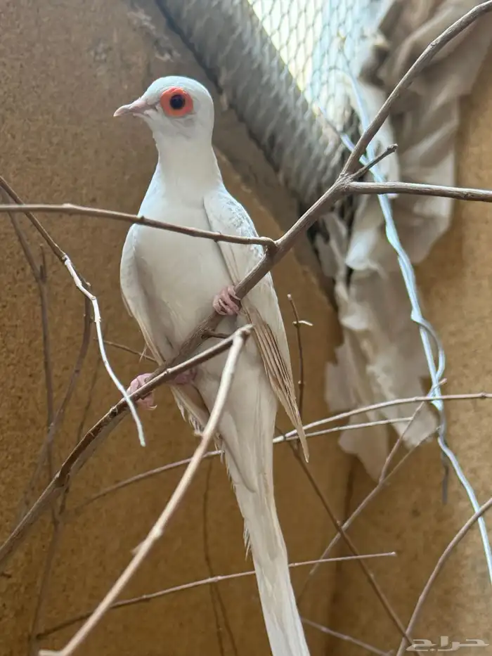 دو  سنو وايت 0