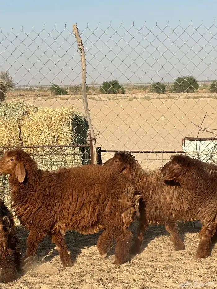 تم البيع 1