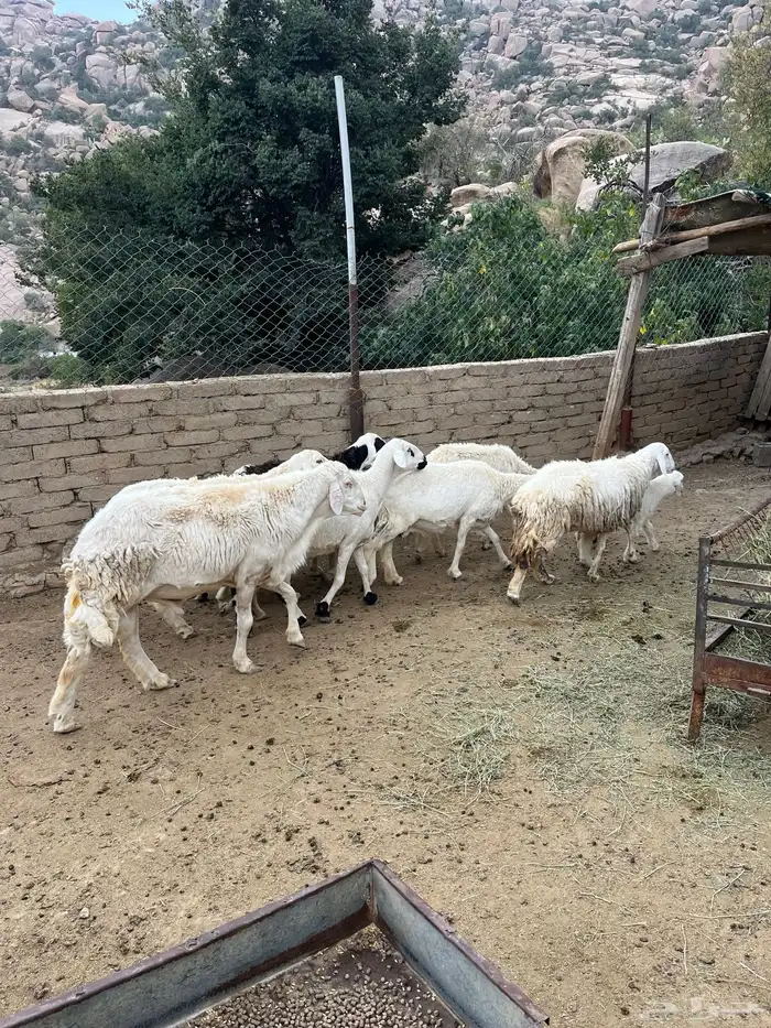 ضان مقاني للبيع 5