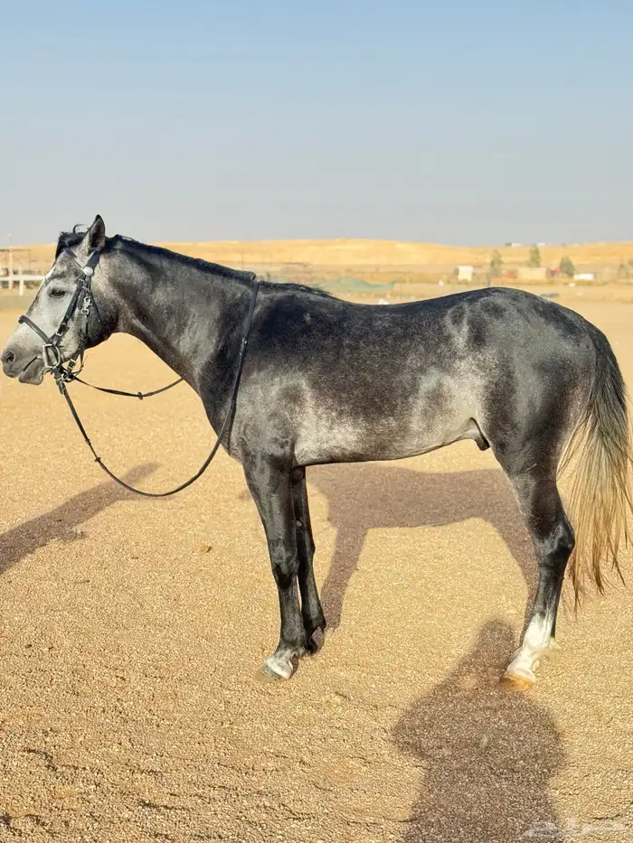حصان جزيري سعودي الاصل والمنشأ 1