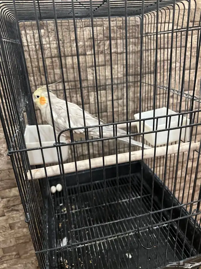 ببغاء كروان 1