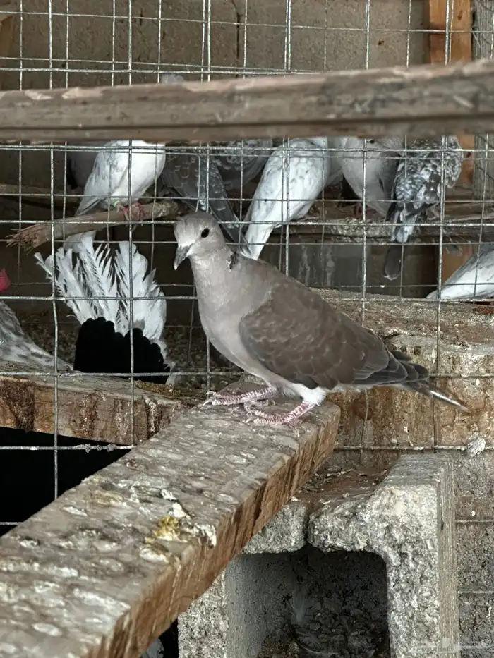 طبه اخوان كبار ياكريم قرزل 2
