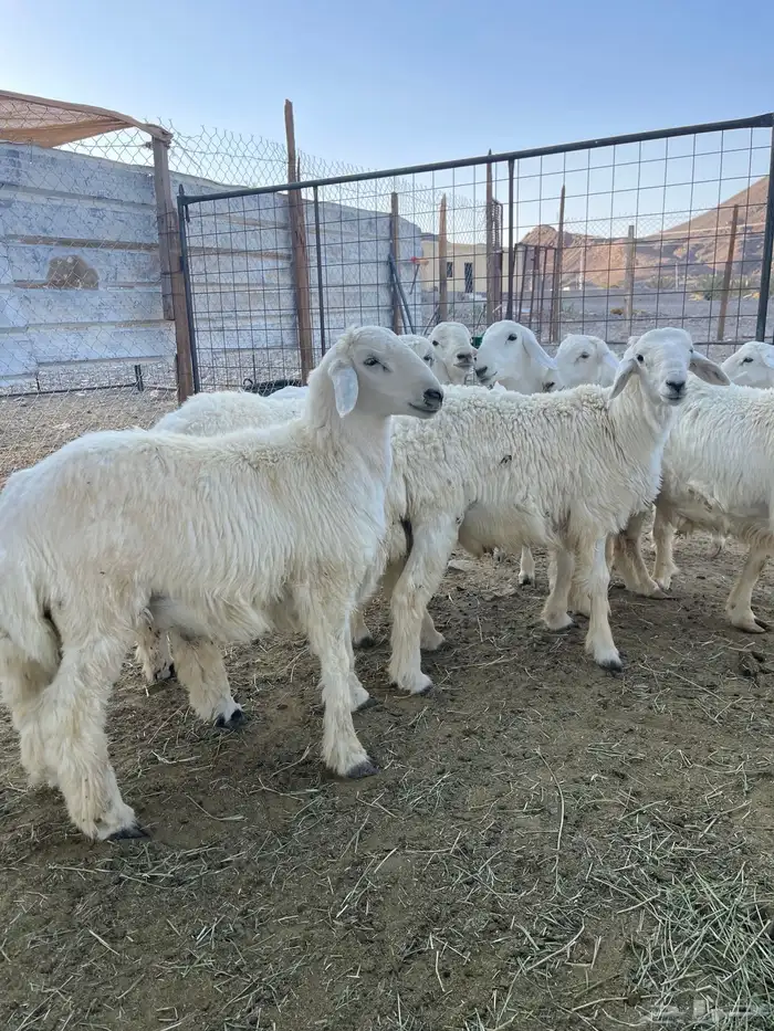 ذبايح ثلاجات ومناسبات 1