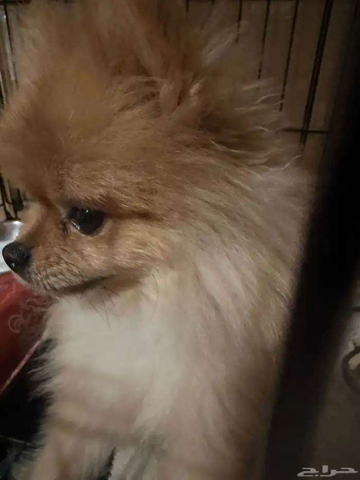 كلب بومرينيان 1