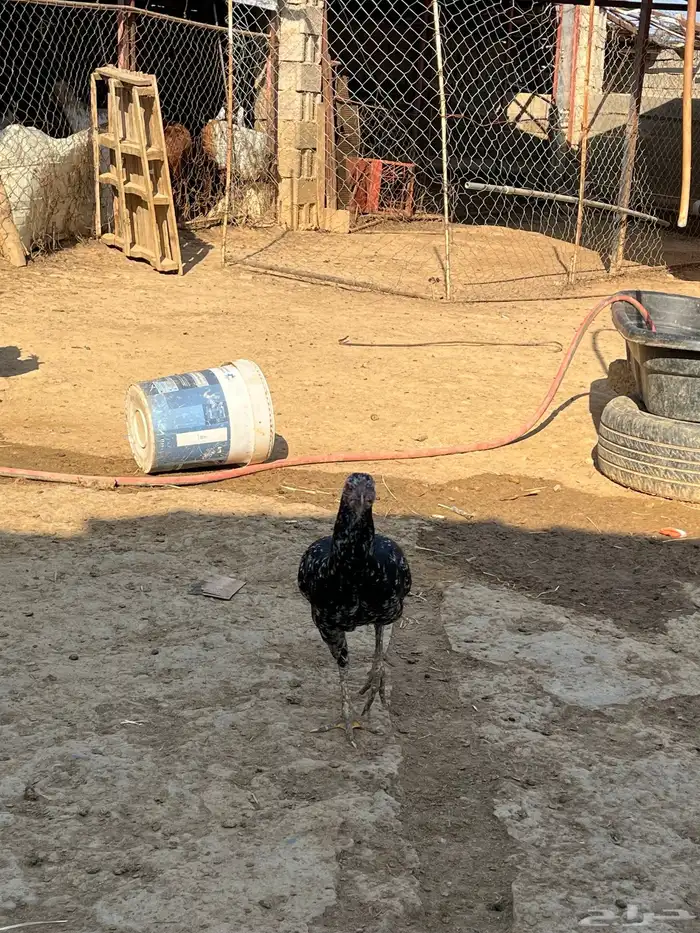 انثى سندي يبور صافي 5