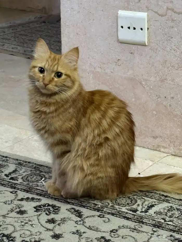 قط منزلي طويل الشعر. 1