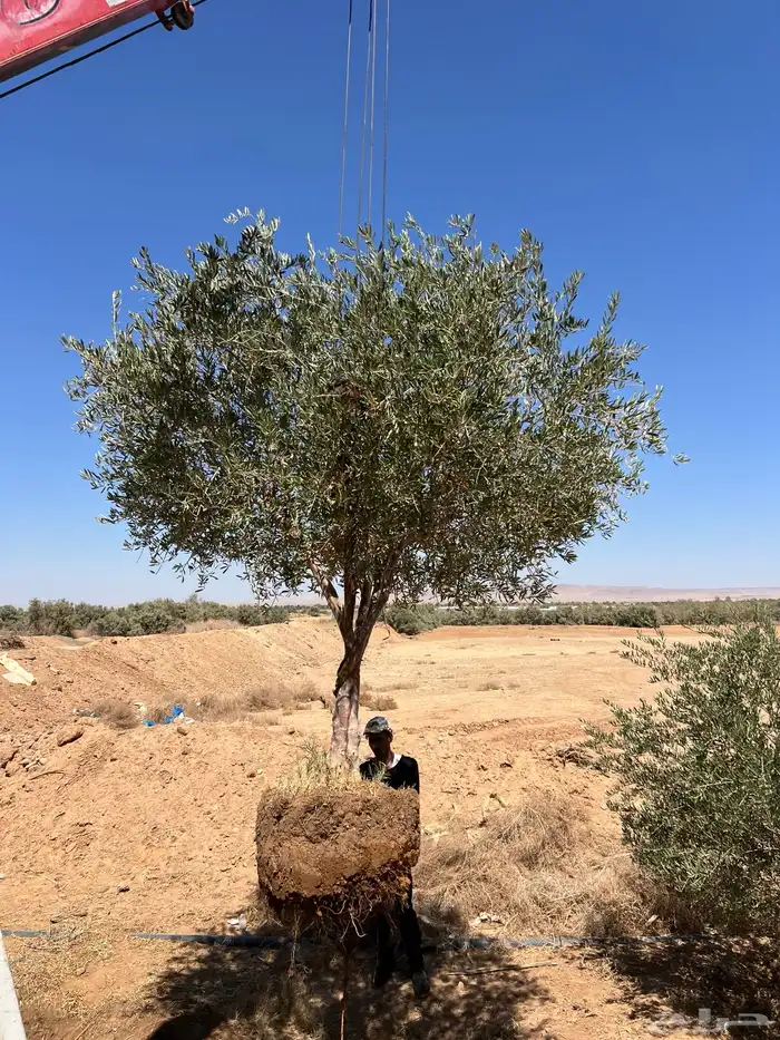 شجر زيتون مراكن وبدون مركن فاخر رقم واحد 14