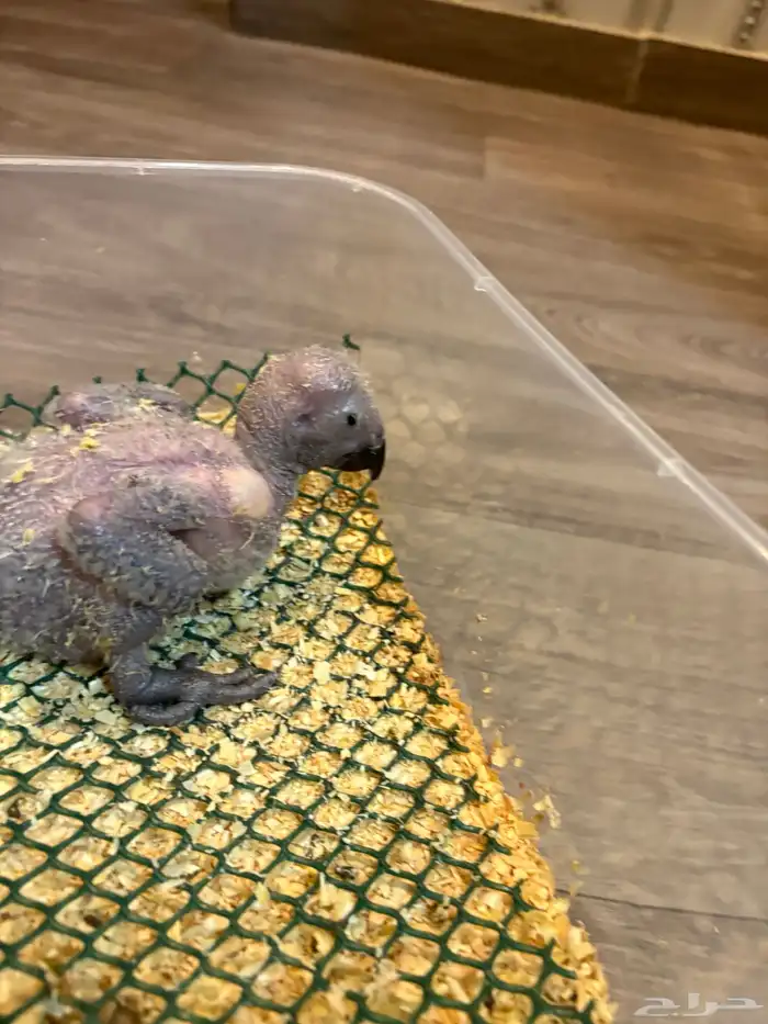 فرخ كاسكو تم البيع 2