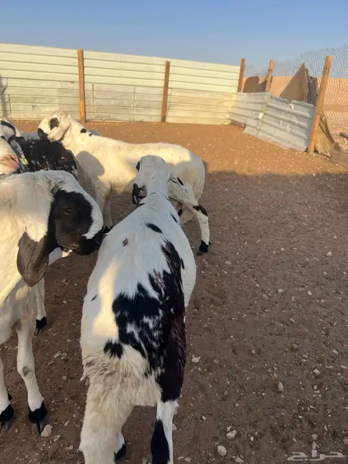 خرفان سواكن مرابي الجوده باللحم والطعم 5