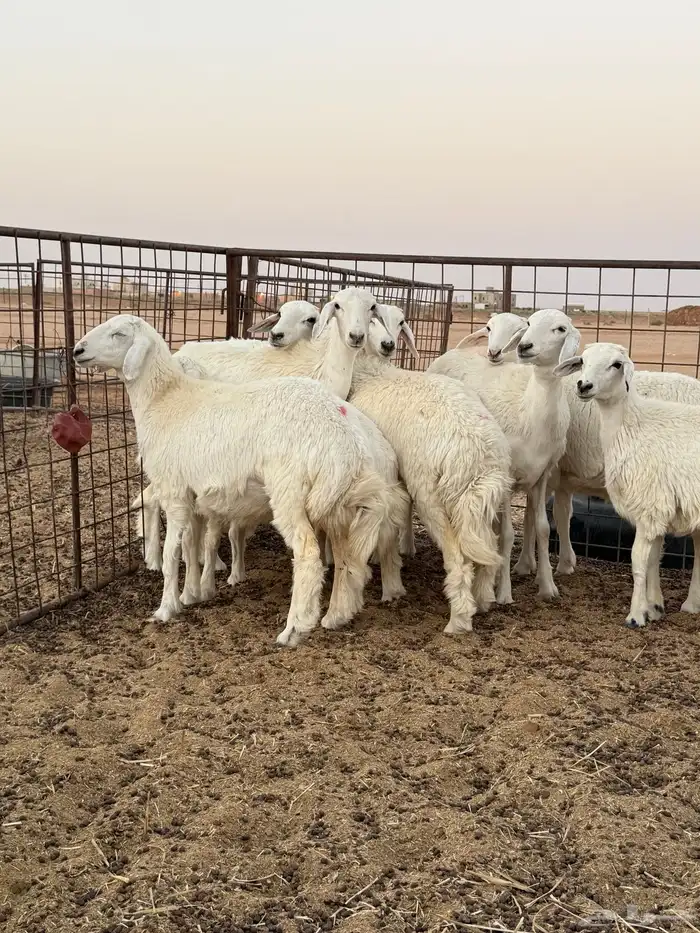للبيع رخال طيبه للي لتأسيس مراح 2