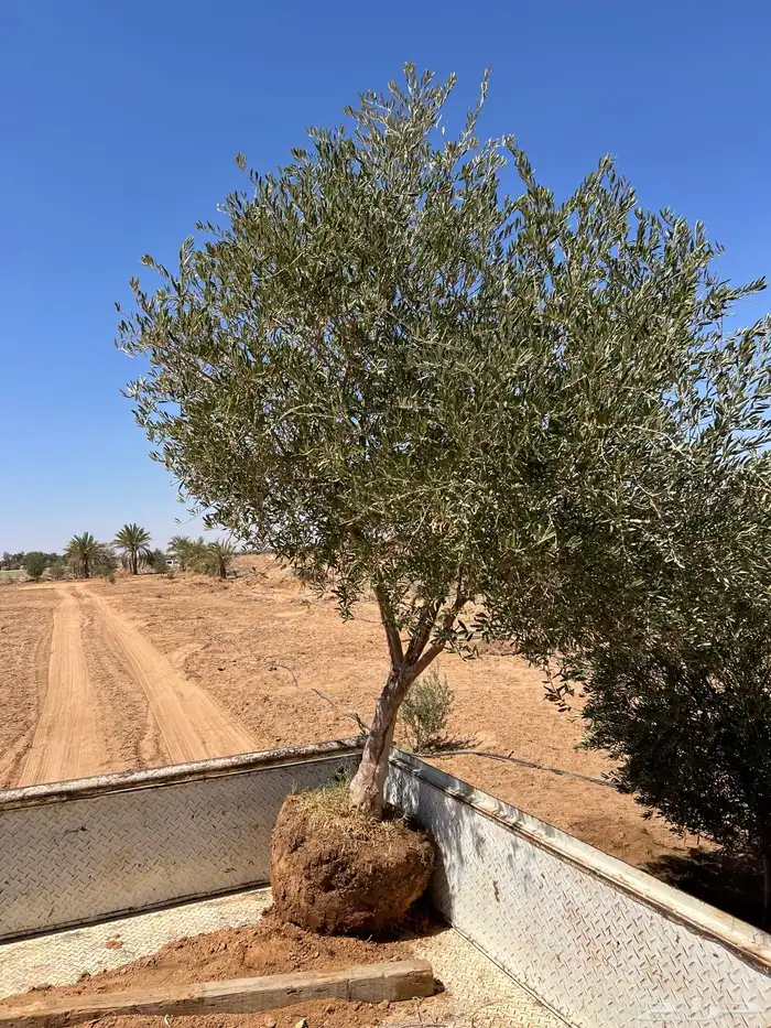 شجر زيتون مراكن وبدون مركن فاخر رقم واحد 13