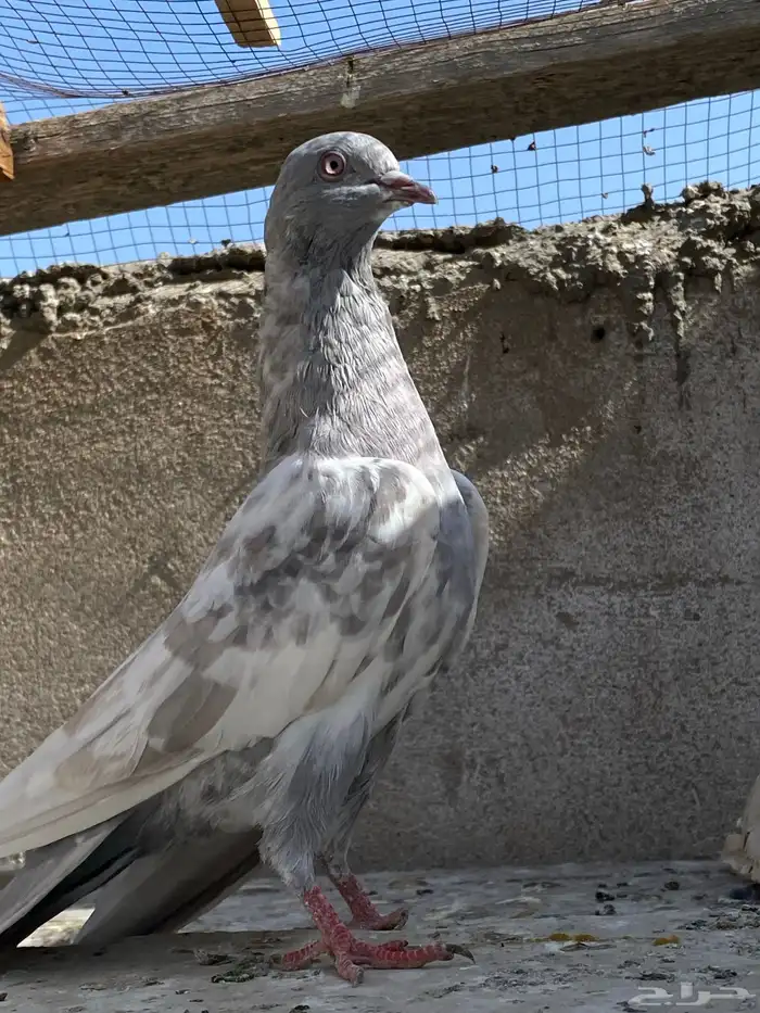 حمام باكستاني انثى سليتي تم البيع 2