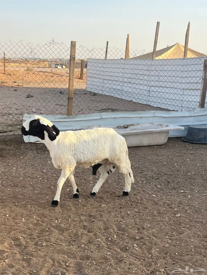 خرفان سواكن مرابي الجوده باللحم والطعم 6