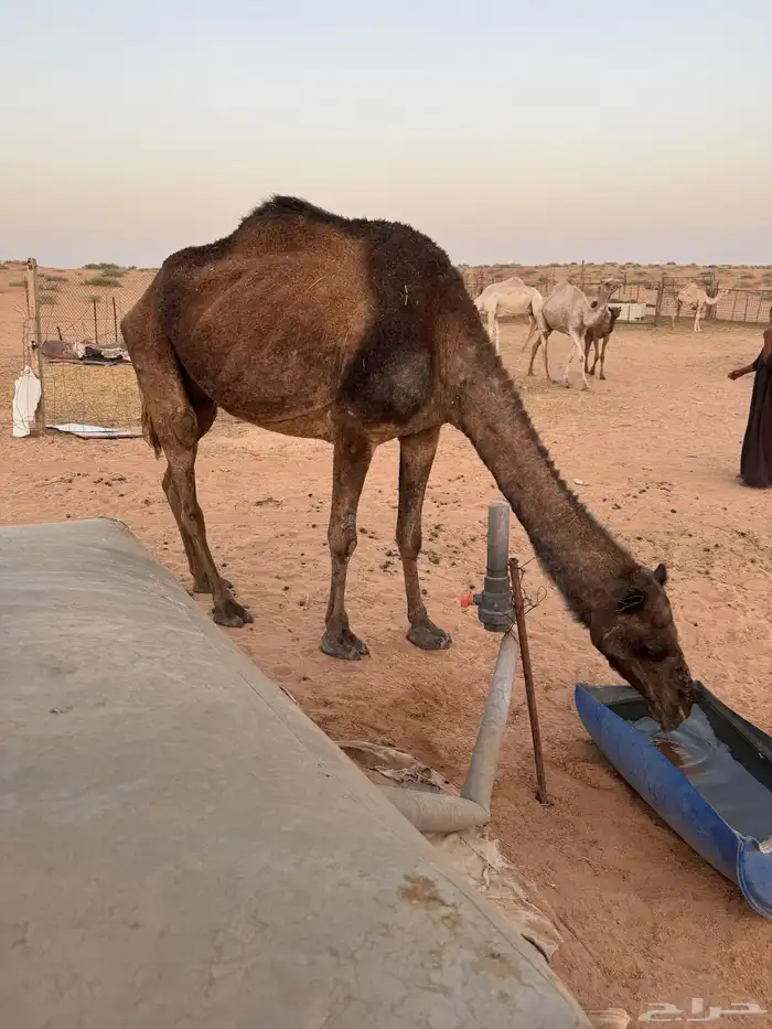 ناقه عشرا و بنتها بكرا 0