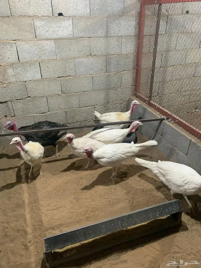 دجاج رومي بياض 4