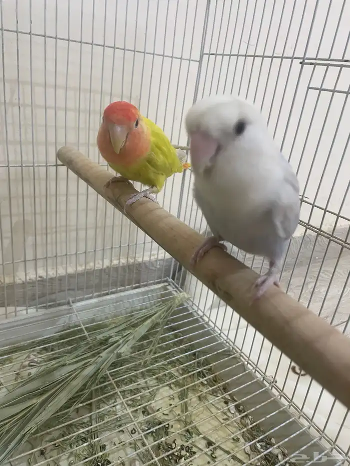 للبيع جوز روز جاهز للانتاج محلل 1