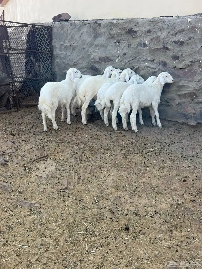 طليان 8