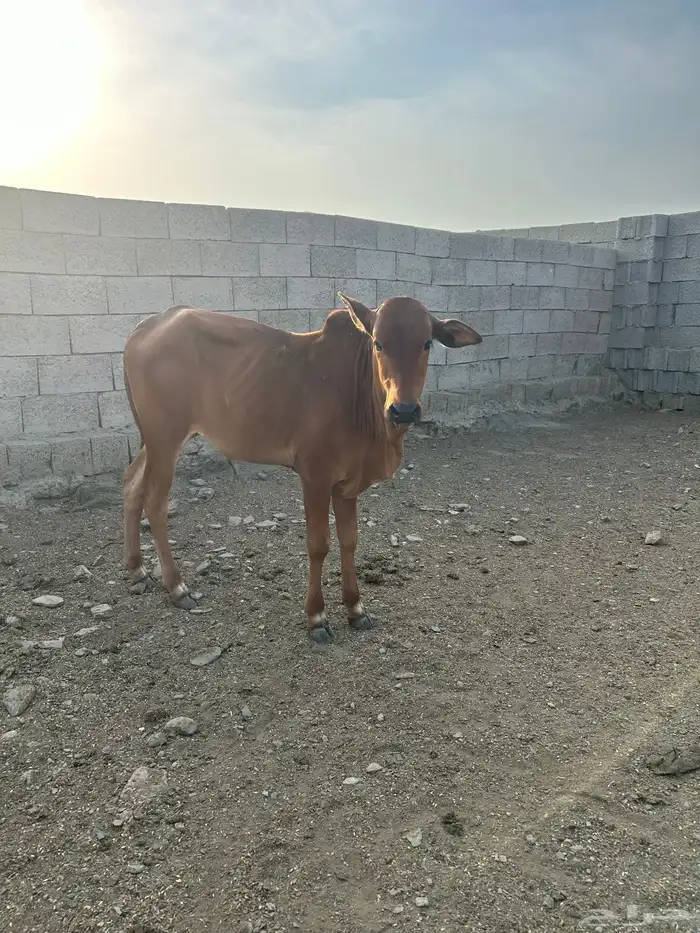 حسلان لبيع تم اليييع 1