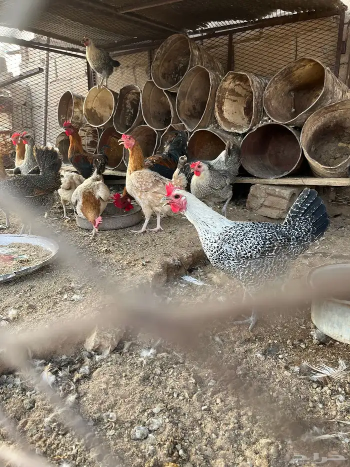 دجاج 2