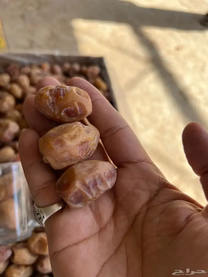 تمر خلاص اشقر فله 11 طن انتاج 2025 5
