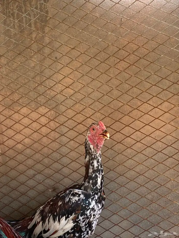 ديك باكستاني 2