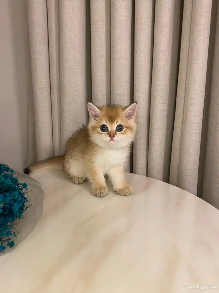 قطط للبيع 18