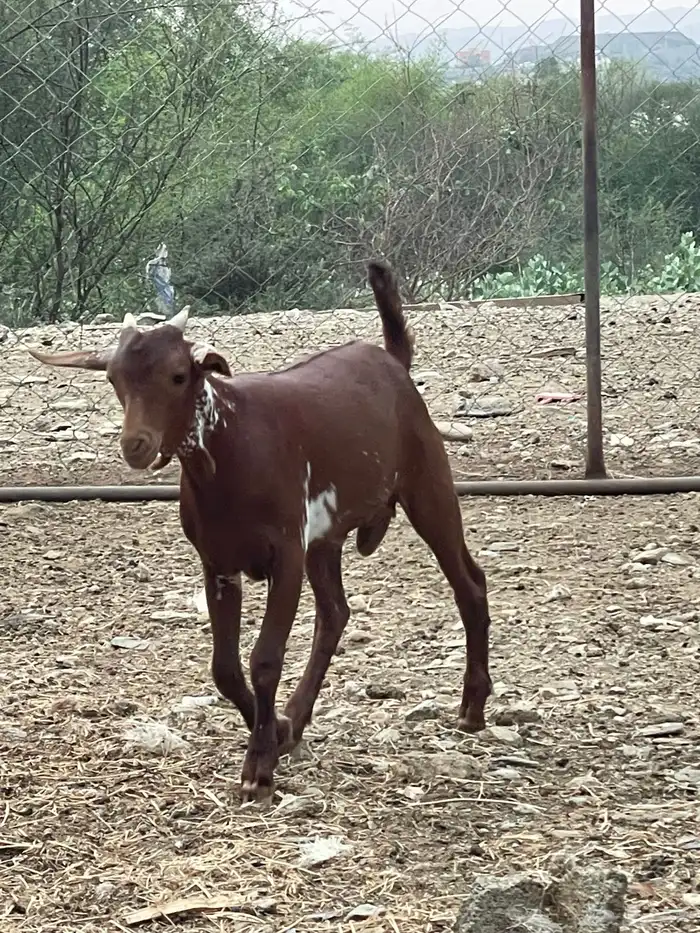 بهم لباني مندي. 3