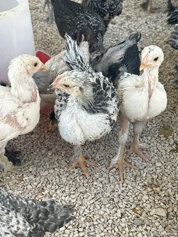 صيصان 3