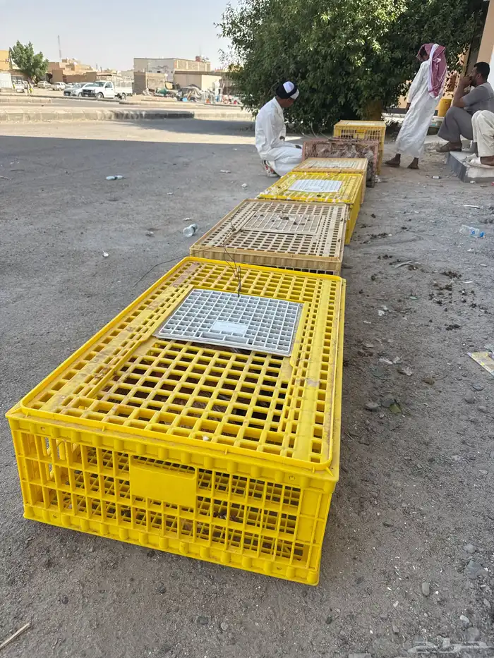 دجاج للبيع العمر 8 اشهر او اقل الموقع جنوب البجاديه 0