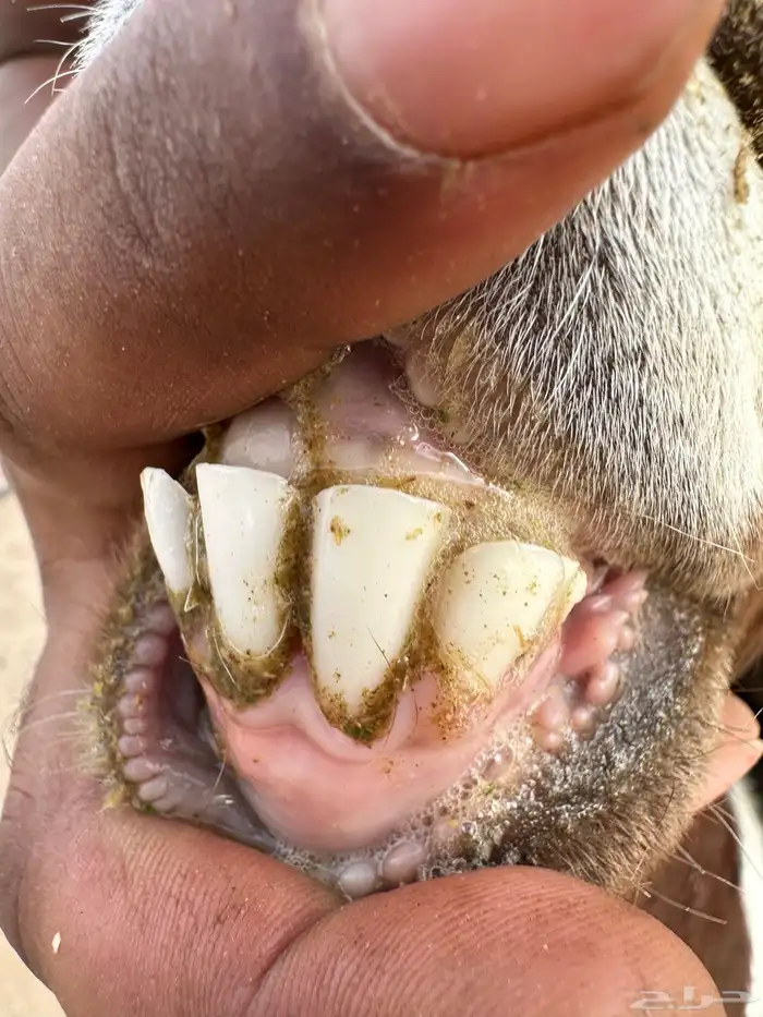 معزا بورقوت دفيع 9