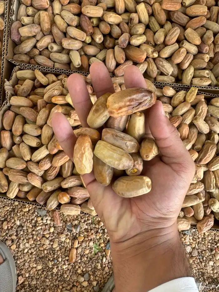 تمر نجران كفو 4