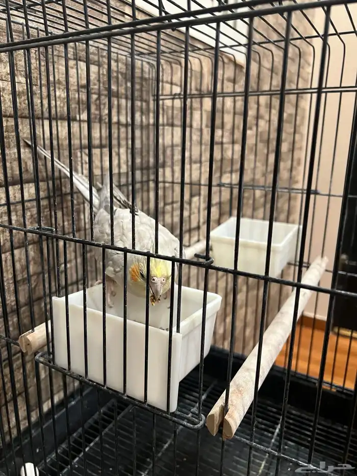 ببغاء كروان 0