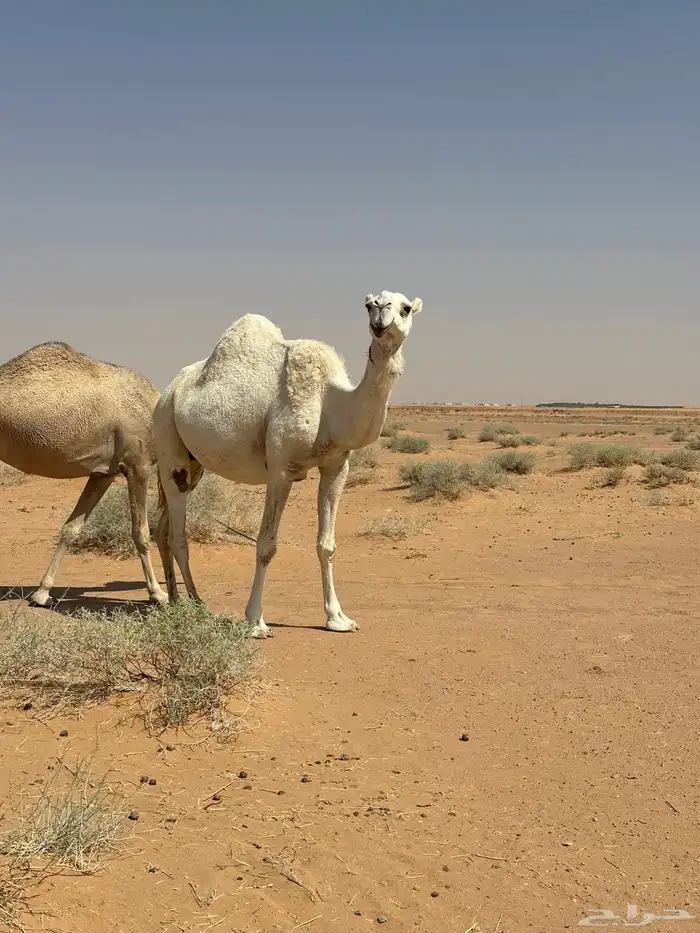 ناقه كفو لقحه 3