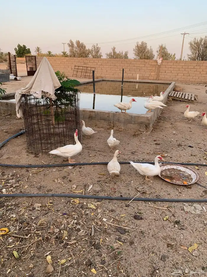 بط بح 1