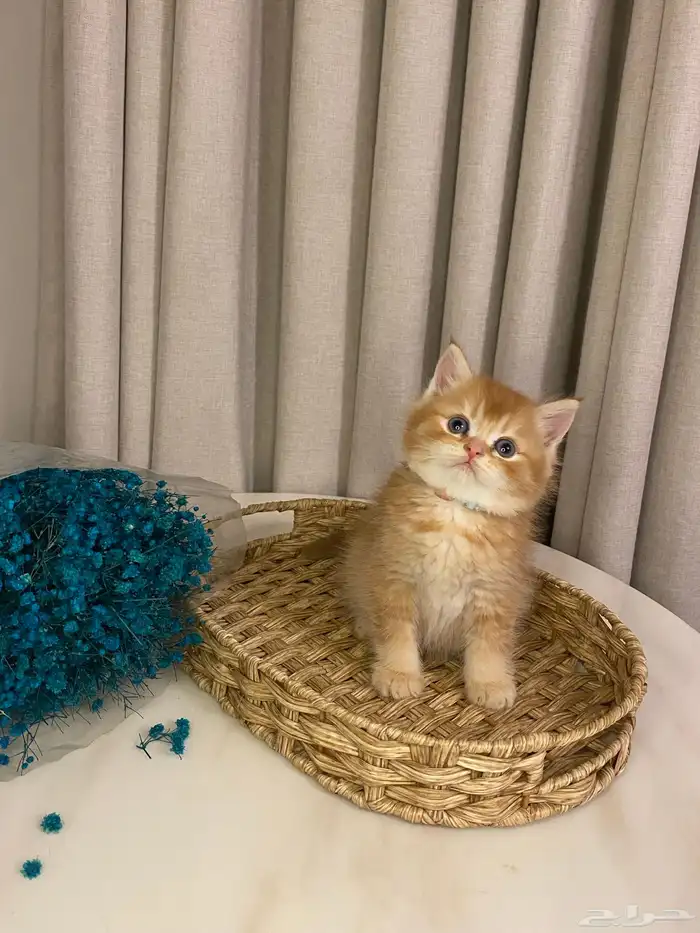 قطط للبيع 11