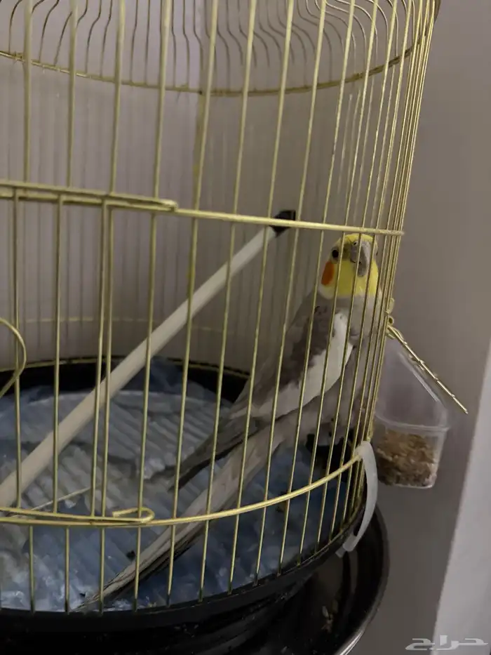 ببغاء امزوني وكروان 2