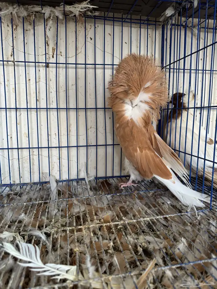 انثى جاكوبين للبيع 1