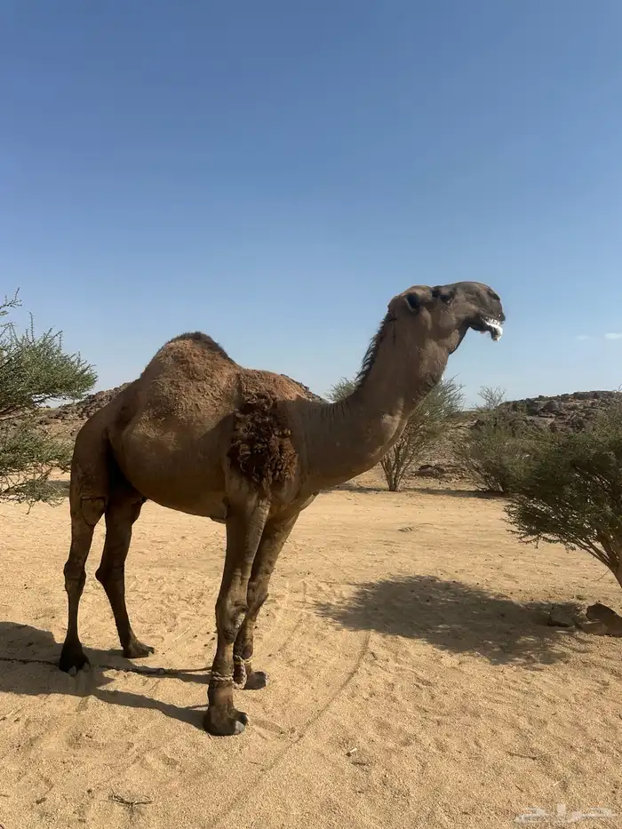 فحل بعير اصفر كفو شاق للبيع جنوب بيشه 2