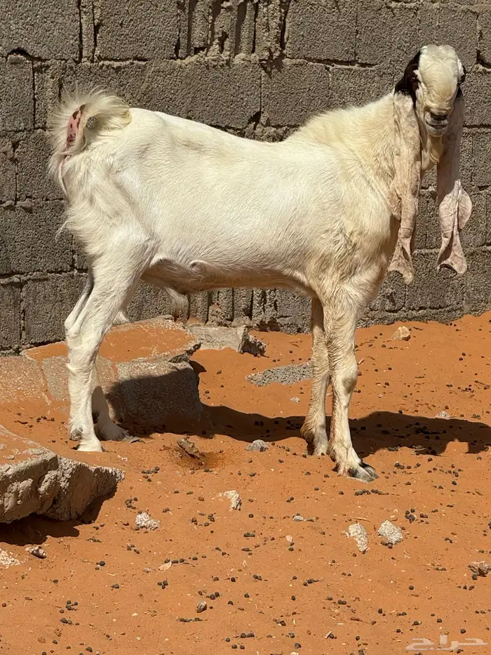 تيس جذع هولندي معرف 0