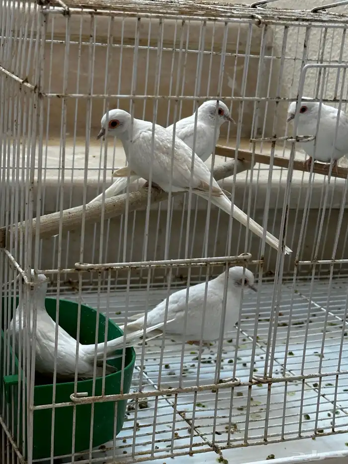 ماسي سنو وايت 3