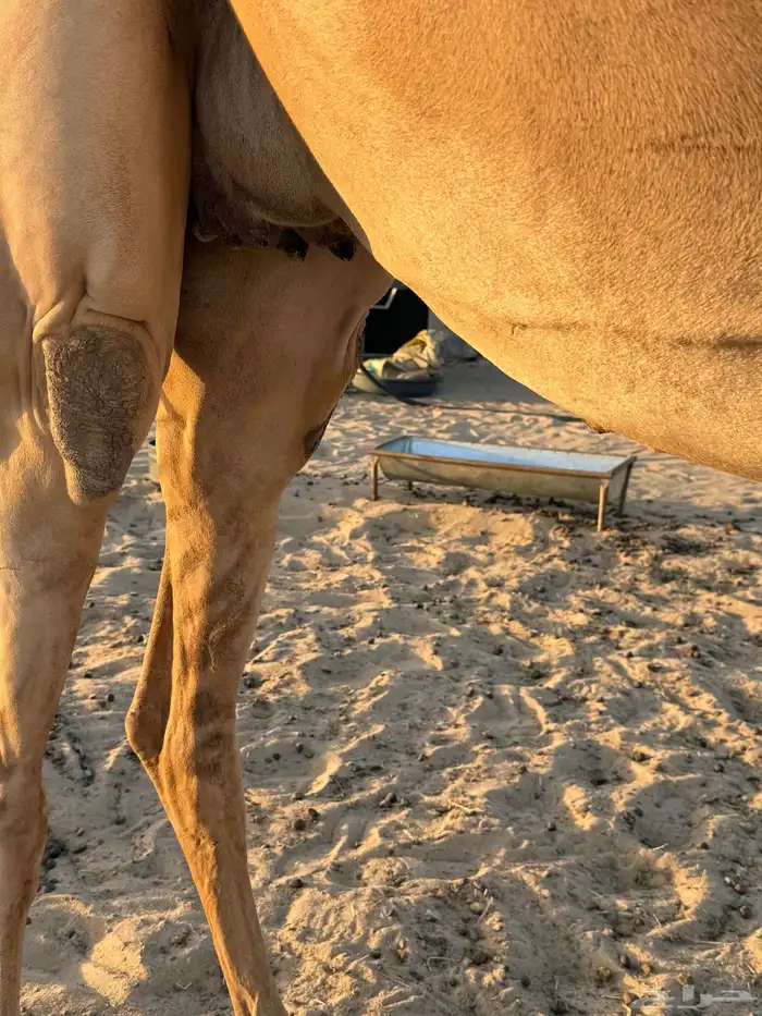 مهجنه صعود 2