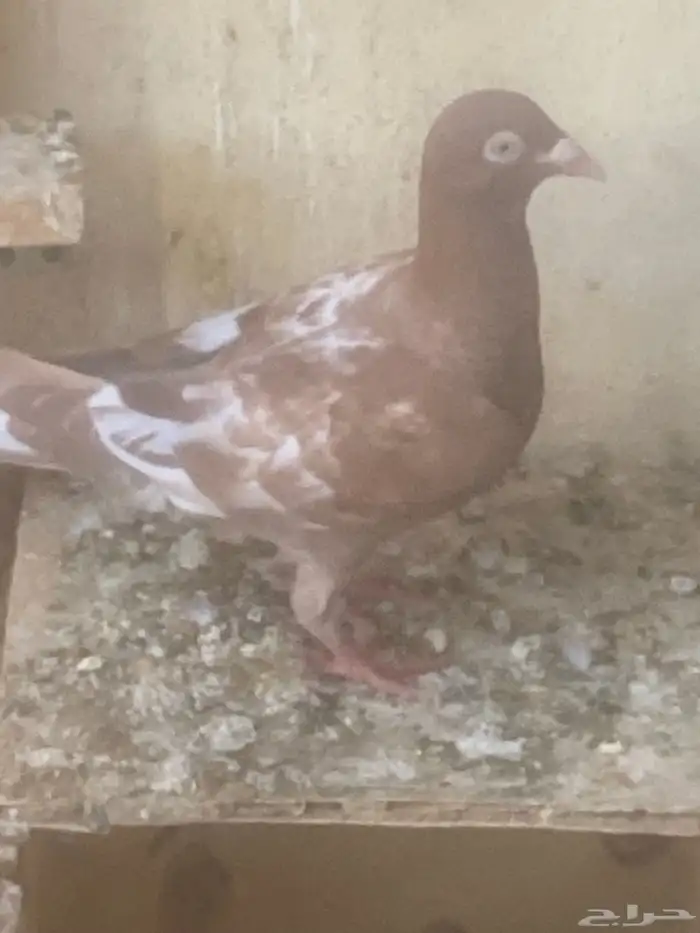 جوز حمام زاجل فصيلة مونلمينز 1