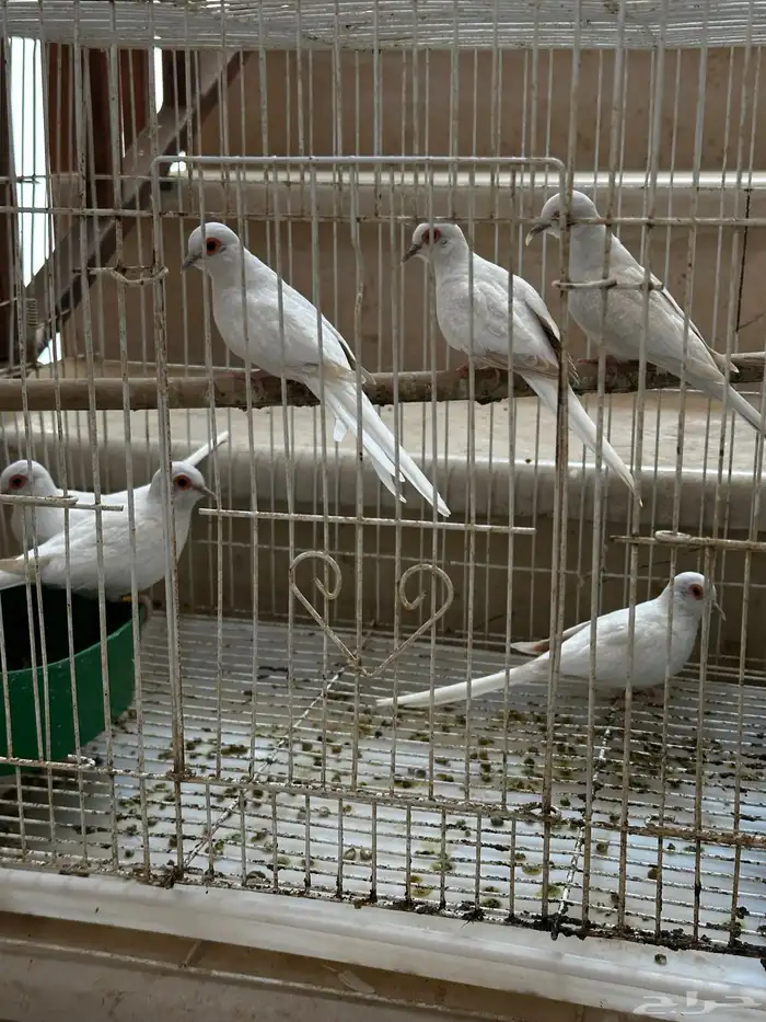ماسي سنو وايت 2