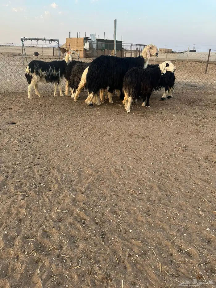 نجد مضاريع 3