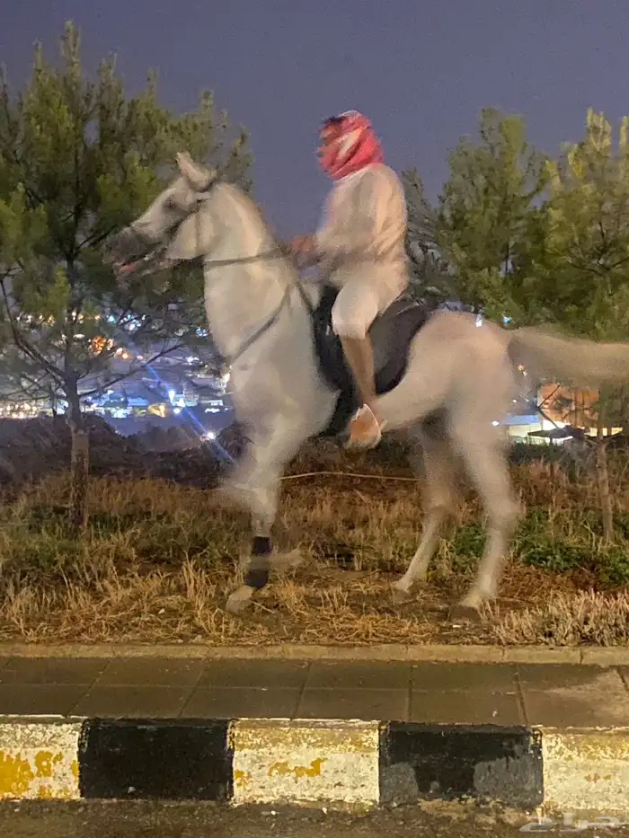 خيل للبيع بلجرشي 1
