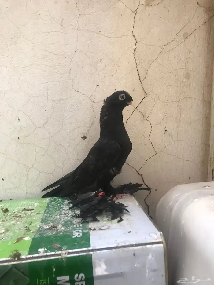 مطلوب اوزبك ( اللمند ) 0