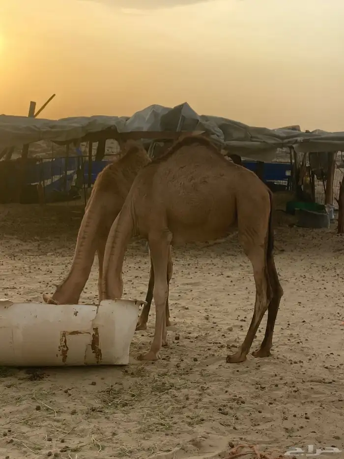 بكار 0