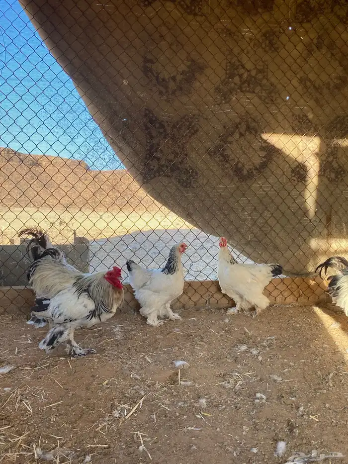 دجاج برأهما 2
